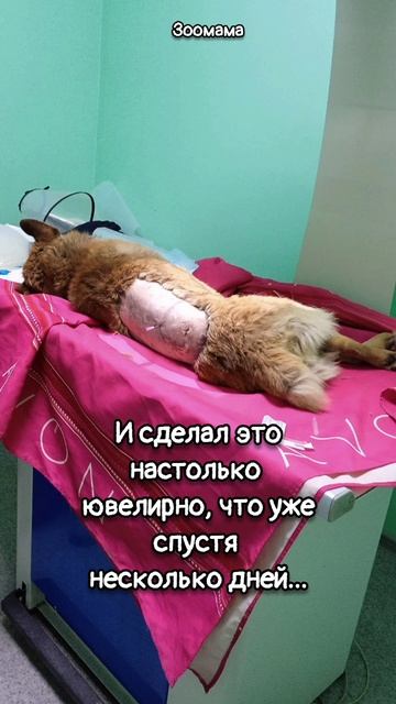 Пытаясь спастись, бездомный Лисенок едва не стал инвалидом