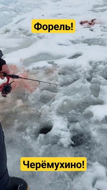 Ловлю форель на Ладоге в Черёмухино! #васярыбаков #fishing