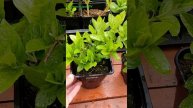 🔥 ЭТИ ТРИ ГОРТЕНЗИИ наполнят ваш сад сказочной красотой и ароматом 🌸