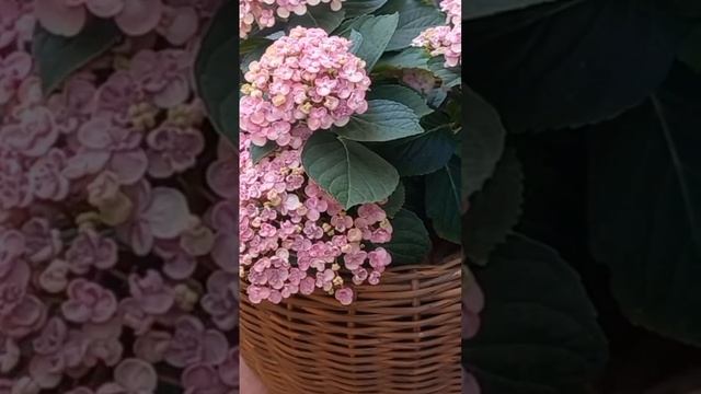 Крупнолистные гортензии. Что может быть прекраснее? А