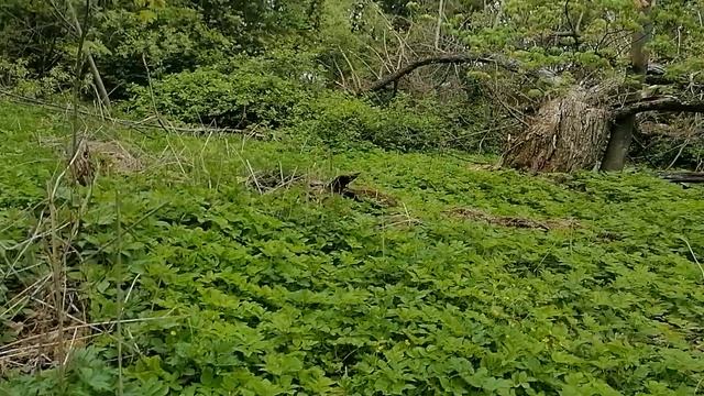13.05.2025.Усадьба Парк Кино Ляхово. Парк Кошек. Домодедово.Уборка.Вывоз навалов порубочных остатков