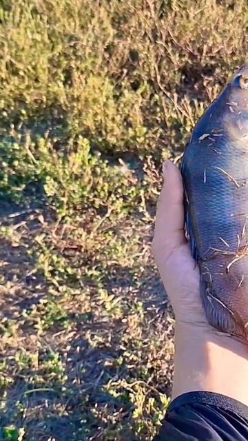 Поймал большого окуня! #ловитрыбу #fishing #рыбалка