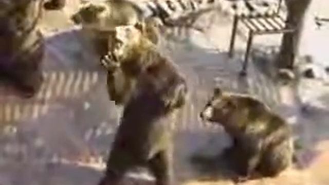 Медведи приколисты!