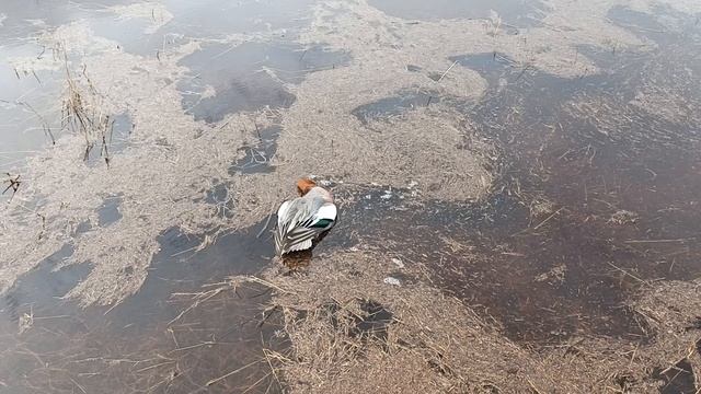 Селезень 🦆 ,свиязь,весна 2025.mp4