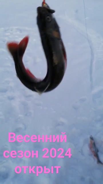 Галец 2024 весна. Хороший клев