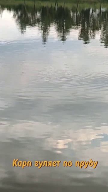 Карп гуляет по пруду 🐟