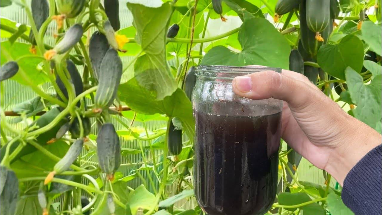 🚨🥒🍅 СРОЧНО! ФИНАЛЬНАЯ ПОДКОРМКА ДЛЯ ОГУРЦОВ И ТОМАТОВ, ЧТОБЫ ВЫЗРЕВАЛИ И НАЛИВАЛИСЬ БЫСТРЕЕ 🍅🥒