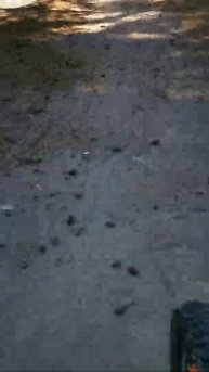 парк Лески