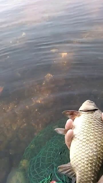 рыбалка на реке карась, fishing in the river