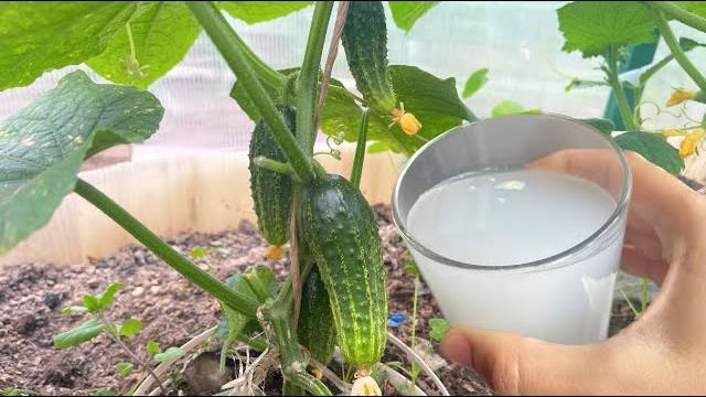 🚨🌱 СРОЧНО ДАЙТЕ ЭТО В ИЮНЕ ОГУРЦАМ, ТОМАТАМ, ПЕРЦУ — И ОНИ СРАЗУ ОБИЛЬНО ЗАПЛОДОНОСЯТ! 🌱🚨