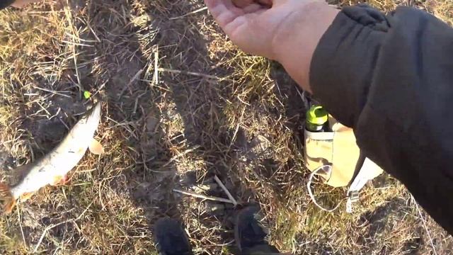 Рыбалка на щуку в октябре на реке ИШИМ. Щука на спиннин
