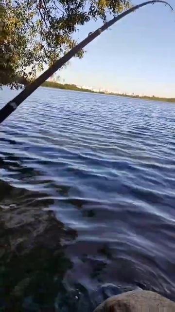 рыба сошла( #fishing #рыбалка