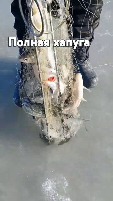 Рыбалка на хапугу.