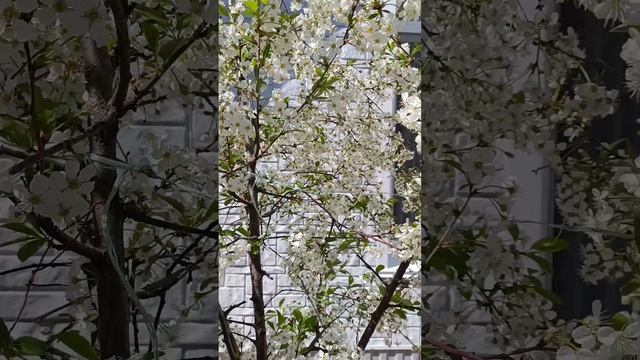 Поющие вишни.