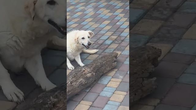 Алмаз спинальник нуждается в помощи