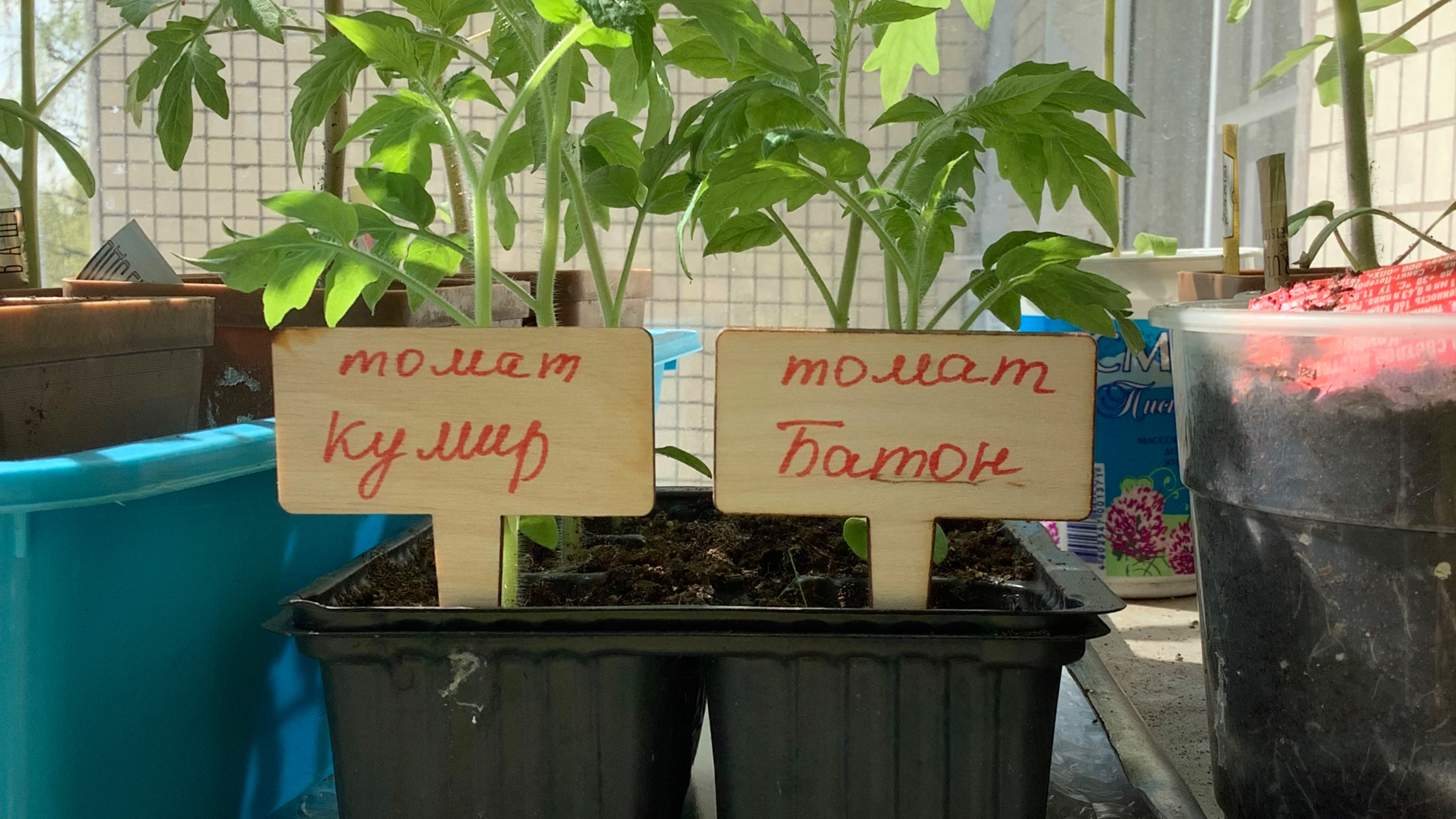 Таблички для рассады и растений деревянные
