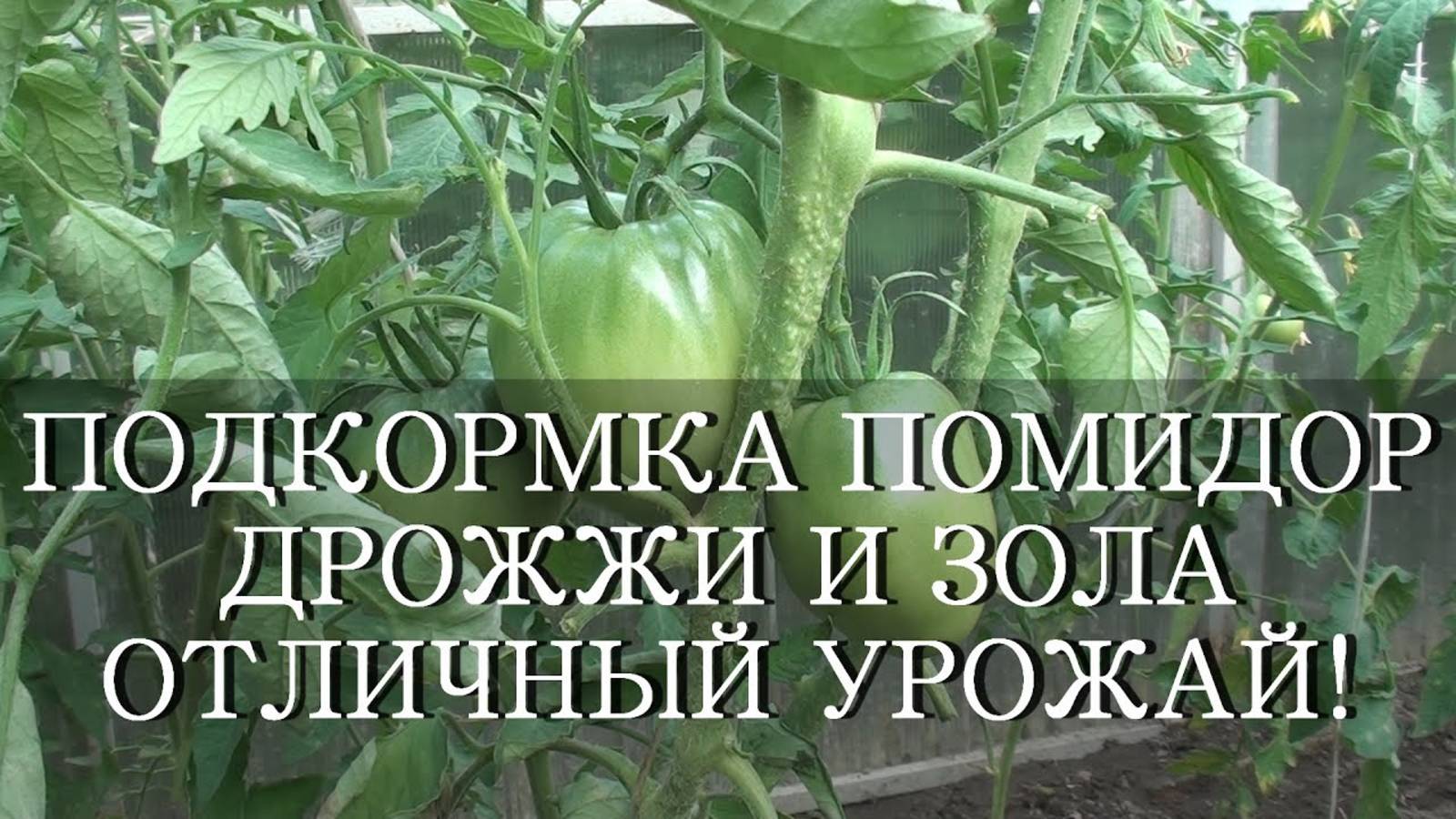 ПОДКОРМКА ПОМИДОР ДРОЖЖИ И ЗОЛА ОТЛИЧНЫЙ УРОЖАЙ!