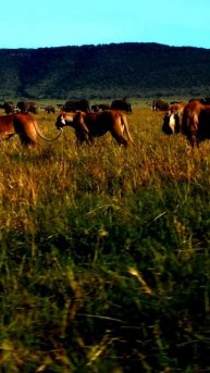 Моменты жизни, запечатленные на камеру