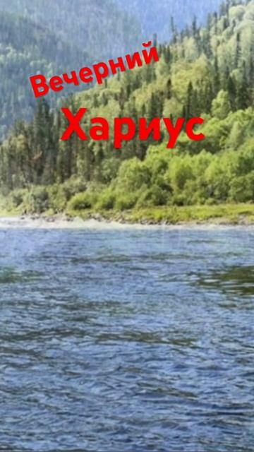 Вечерний хариус #хариус #природа #горнаярыбалка #рыбал