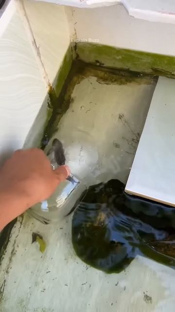 Girl Revives Dead Fish #shortsvideo