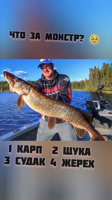 #2023 #рыбалка #fishing #карп #shorts #shortvideo #shortsvideo