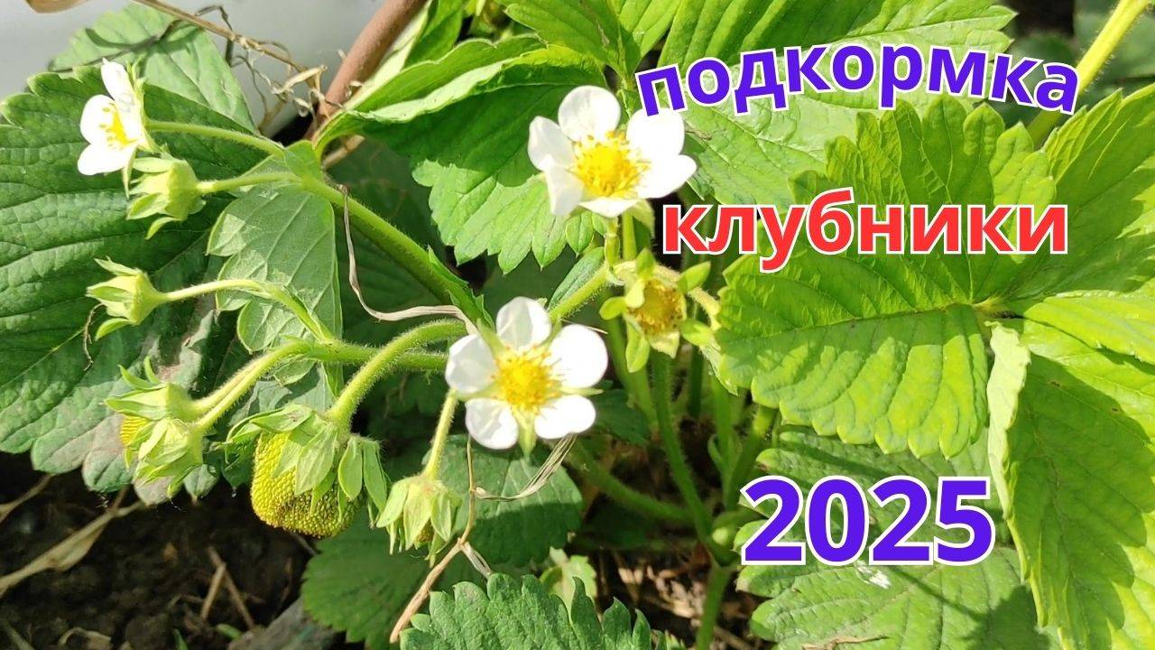 Важная подкормка клубники во время цветения, для крупной и сладкой ягоды.