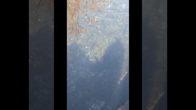 Ручей в городе. Рыбалка. Карпы Кои.