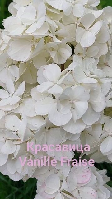 Гортензія волотиста Vanille Fraise #декор_сад