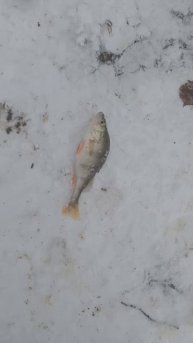 Очередной. #fishing #рыба #рыбалка #улов #окунь