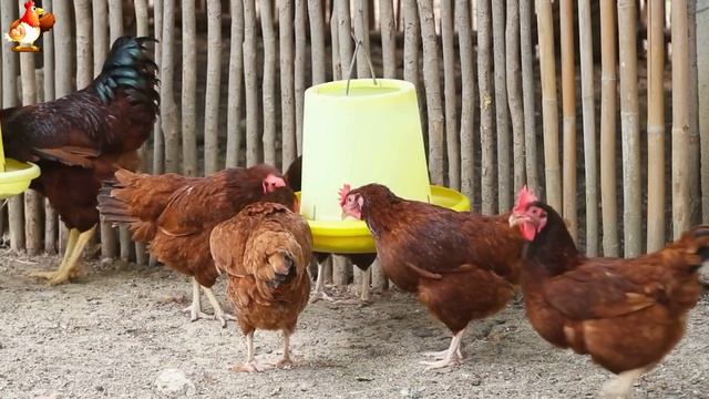 Любовь птицевода к Курочкам 🐥🐔🥚 Нежное видео 🐓 Версия (52)