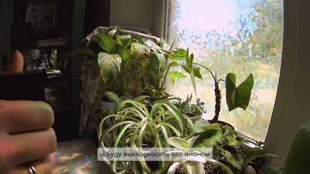 Будни мыловара ✨ рассаживаю колеусы, доработала свеч?