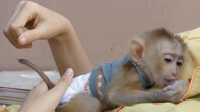 Обезьянка КРОХОТУЛЯ лежит на маме обнимает целует Гладят Засыпает Спит Мама в гамаке качается