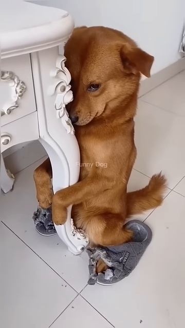 Funny dog funny video episode 94