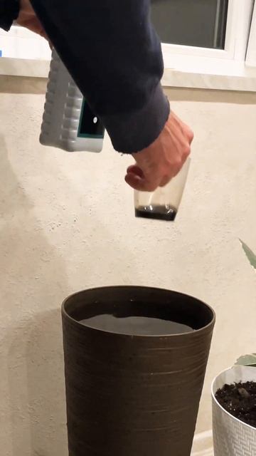 Авокадо на гидропонике,удобрение Black Gold/Hydroponic avocado,fertili