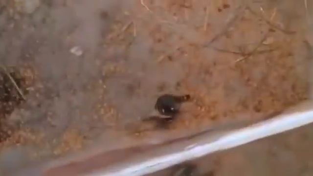 Обезьяна выкинула енота 🦝