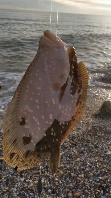 Морская рыбалка сегодня на Черном море вторая камбала