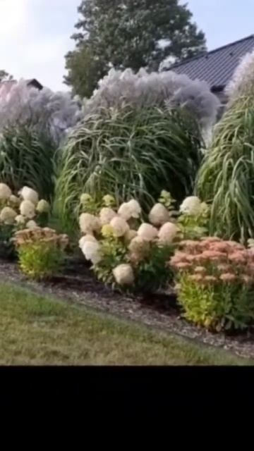 Самые красивые травы и гортензии #hydrangea #hortensia #гортенз?