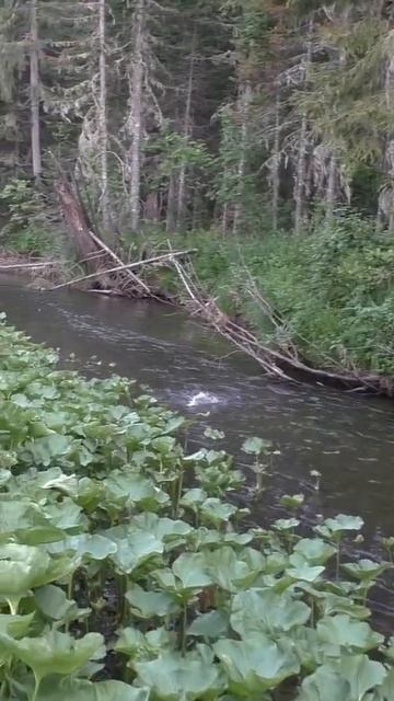 1833 Поймал Рыбу Хариус из Рыбной Струйки Тайга #иииразу