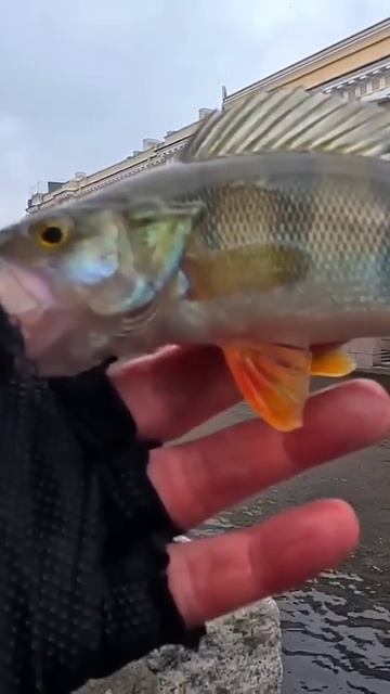 #рыбалка #2025 #окунь #раздача #рыба #хищник #дропшот #fishing