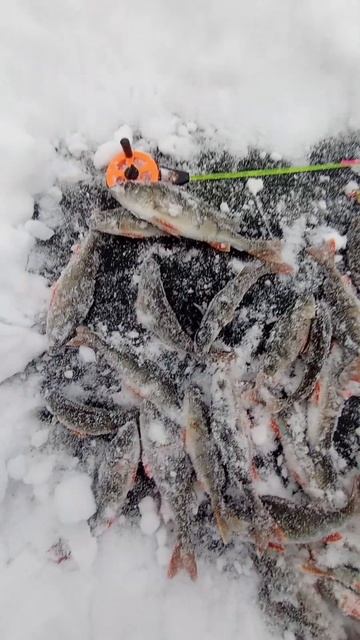 Зимние окушки🥶#зимняярыбалка #мормышинг #icefishing #fishing #