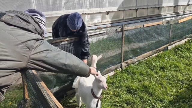Козлята на выгуле)