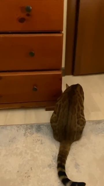 Бенгальская кошка Леопарда #cat