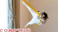 Приколы с котами! - С ОЗВУЧКОЙ! Смешные коты и собаки! Самые смешные животные! Угар!