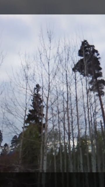 На ветке птичка, которая поёт.