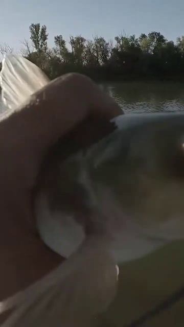 Рыбалка на Кубани. Сомы - касатки скрипуны. #fishing #рыбал?