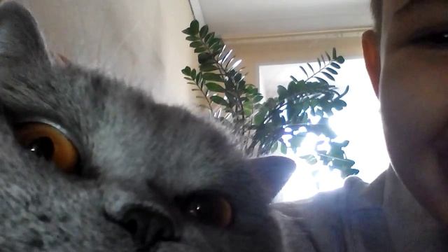 Кошка вернулася