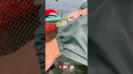 Привередливый карп или как правильно ловить карпа! Ры?