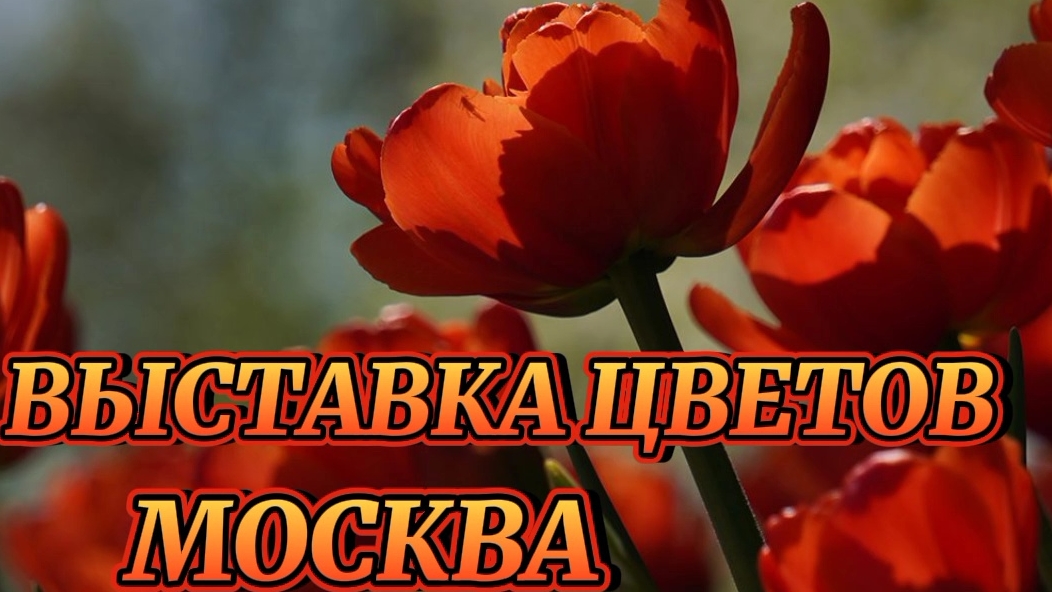 ВЫСТАВКА ЦВЕТОВ.
РЕПЕТИЦИЯ ВЕСНЫ. Москва