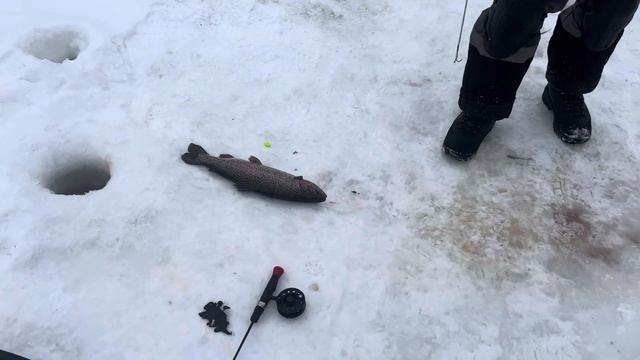 Спорт красногорск