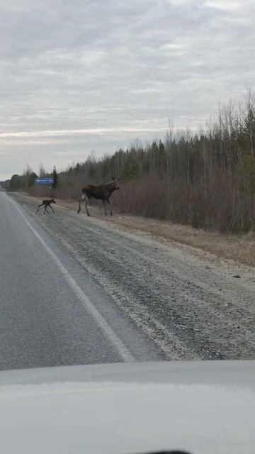 лосиха с лосенком